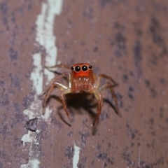 Prostheclina pallida (Orange jumping spider) at Acton, ACT - 13 Sep 2019 by TimL