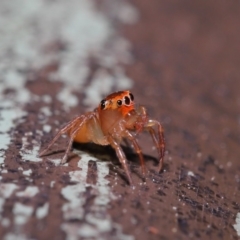 Prostheclina pallida at Acton, ACT - 13 Sep 2019 01:31 PM