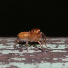 Prostheclina pallida at Acton, ACT - 13 Sep 2019 01:31 PM