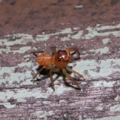 Prostheclina pallida at Acton, ACT - 13 Sep 2019 01:31 PM