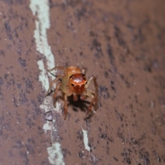 Prostheclina pallida at Acton, ACT - 13 Sep 2019 01:31 PM