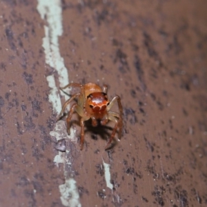 Prostheclina pallida at Acton, ACT - 13 Sep 2019 01:31 PM