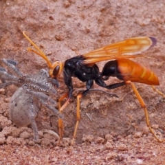 Cryptocheilus bicolor (Orange Spider Wasp) at Molonglo River Reserve - 4 Jan 2011 by Marthijn
