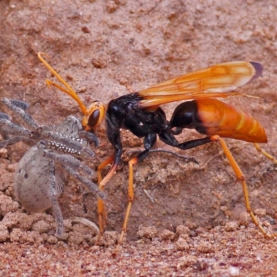 Cryptocheilus bicolor (Orange Spider Wasp) at Molonglo River Reserve - 4 Jan 2011 by Marthijn