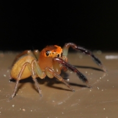 Prostheclina amplior (Orange Jumping Spider) at Acton, ACT - 13 Sep 2019 by TimL