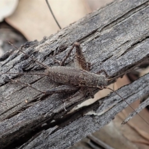 Eurepa marginipennis at Aranda, ACT - 15 Sep 2019 12:42 PM