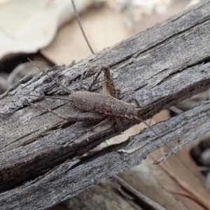 Eurepa marginipennis at Aranda, ACT - 15 Sep 2019 12:42 PM