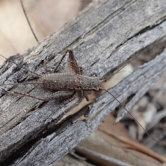 Eurepa marginipennis at Aranda, ACT - 15 Sep 2019 12:42 PM