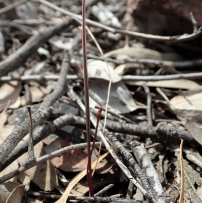 Caleana minor (Small Duck Orchid) at Aranda Bushland - 15 Sep 2019 by CathB