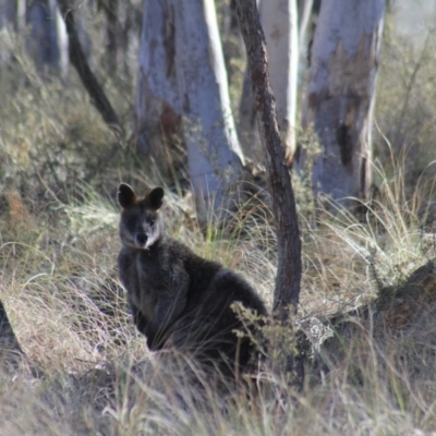 Wallabia bicolor (Swamp Wallaby) at Gundaroo, NSW - 25 Aug 2019 by Gunyijan