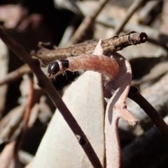 Oecophoridae (family) (Unidentified Oecophorid concealer moth) at Aranda Bushland - 15 Sep 2019 by CathB