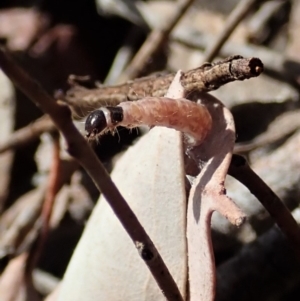 Oecophoridae (family) at Aranda, ACT - 15 Sep 2019