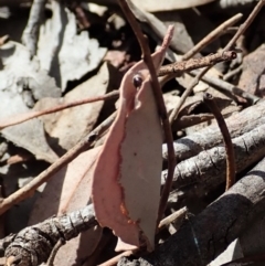 Oecophoridae (family) at Aranda, ACT - 15 Sep 2019