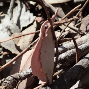 Oecophoridae (family) at Aranda, ACT - 15 Sep 2019