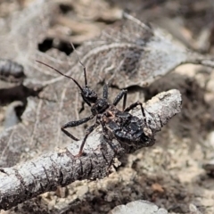 Reduviidae (family) (An assassin bug) at Aranda Bushland - 15 Sep 2019 by CathB