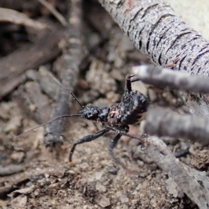 Reduviidae (family) at Aranda, ACT - 15 Sep 2019 12:19 PM