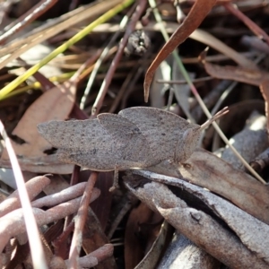 Goniaea sp. (genus) at Cook, ACT - 14 Sep 2019 04:00 PM