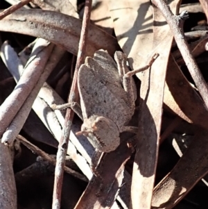 Goniaea sp. (genus) at Cook, ACT - 14 Sep 2019 04:00 PM