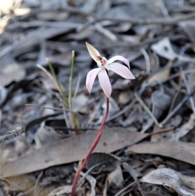 Caladenia fuscata (Dusky Fingers) at Mount Painter - 14 Sep 2019 by CathB