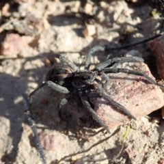 Tasmanicosa sp. (genus) (Unidentified Tasmanicosa wolf spider) at Mount Painter - 14 Sep 2019 by CathB