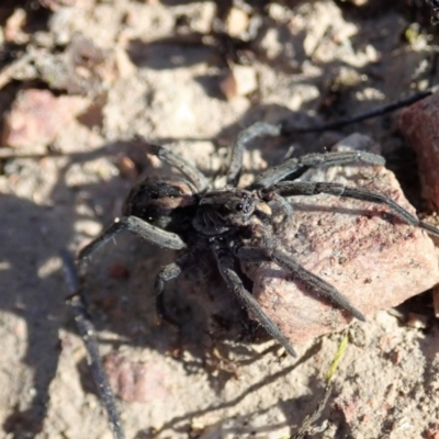 Tasmanicosa sp. (genus) (Unidentified Tasmanicosa wolf spider) at Cook, ACT - 14 Sep 2019 by CathB