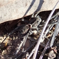 Tasmanicosa sp. (genus) at Cook, ACT - 14 Sep 2019