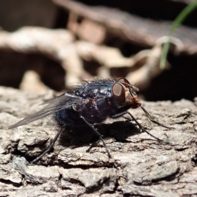 Calliphora vicina (European bluebottle) at Cook, ACT - 14 Sep 2019 by CathB