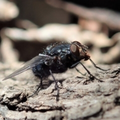 Calliphora vicina at Cook, ACT - 14 Sep 2019 11:17 AM