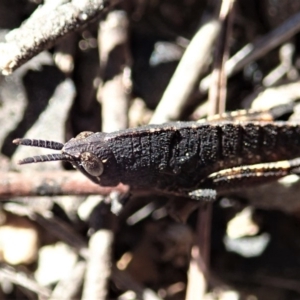 Goniaea opomaloides at Cook, ACT - 14 Sep 2019