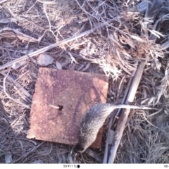 Hydromys chrysogaster (Rakali or Water Rat) at Australian National University - 23 Aug 2019 by EFlynn