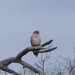 Falco cenchroides (Nankeen Kestrel) at Kama - 17 Sep 2019 by Kurt