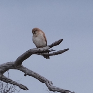 Falco cenchroides at Molonglo River Reserve - 17 Sep 2019