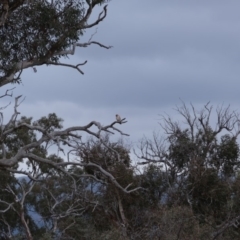 Falco cenchroides at Molonglo River Reserve - 17 Sep 2019