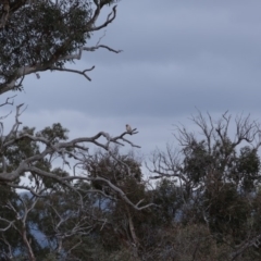 Falco cenchroides at Molonglo River Reserve - 17 Sep 2019 03:11 PM