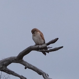 Falco cenchroides at Molonglo River Reserve - 17 Sep 2019 03:11 PM