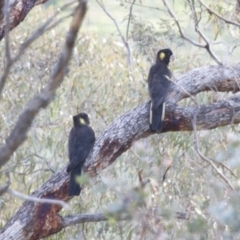 Zanda funerea (Yellow-tailed Black-Cockatoo) at Illilanga & Baroona - 25 May 2014 by Illilanga