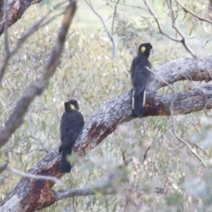 Zanda funerea at Michelago, NSW - 25 May 2014