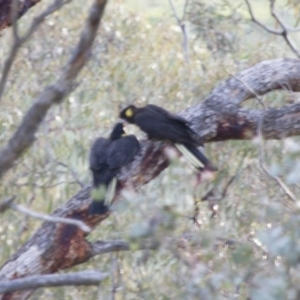 Zanda funerea at Michelago, NSW - 25 May 2014 04:03 PM