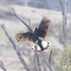 Zanda funerea at Michelago, NSW - 25 May 2014 04:03 PM