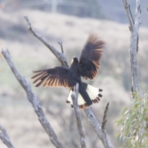 Zanda funerea at Michelago, NSW - 25 May 2014 04:03 PM