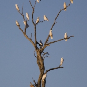 Cacatua galerita at Michelago, NSW - 29 Sep 2014 05:09 PM