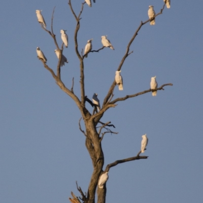 Cacatua galerita (Sulphur-crested Cockatoo) at Michelago, NSW - 29 Sep 2014 by Illilanga