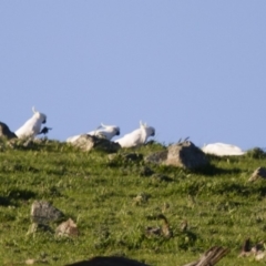 Cacatua galerita at Michelago, NSW - 29 Sep 2014 05:09 PM