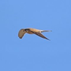 Falco cenchroides (Nankeen Kestrel) at Denman Prospect, ACT - 16 Sep 2019 by RodDeb