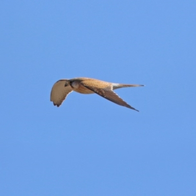 Falco cenchroides (Nankeen Kestrel) at Block 402 - 16 Sep 2019 by RodDeb