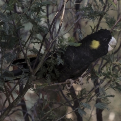 Zanda funerea (Yellow-tailed Black-Cockatoo) at Illilanga & Baroona - 5 Oct 2017 by Illilanga