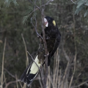 Zanda funerea at Michelago, NSW - 6 Oct 2017