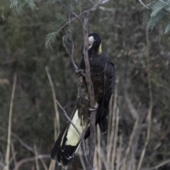 Zanda funerea at Michelago, NSW - 6 Oct 2017 07:41 AM