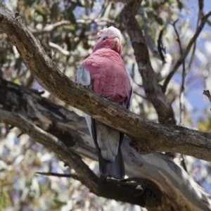 Eolophus roseicapilla at Michelago, NSW - 9 Nov 2018 09:04 AM