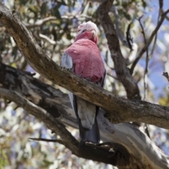 Eolophus roseicapilla (Galah) at Michelago, NSW - 8 Nov 2018 by Illilanga